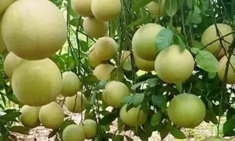 Loại quả "tốt nhất thế giới" chỉ có ở Phú Thọ, trồng một lần thu hoạch nhiều năm, thành đặc sản tốt cho sức khoẻ