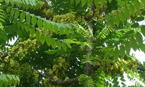 Quả mọc hoang xưa cho không ai ăn nay thành đặc sản giá 180.000 đồng/kg, trồng một cây vừa có bóng mát vừa thu hoạch nhiều năm