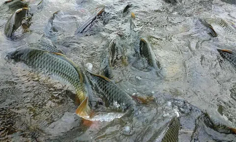 Loài cá quen thuộc ở quê "tốt hơn cá hồi", xưa giá rẻ như cho nay thành đặc sản 90.000 đ/kg, tốt cho sức khỏe