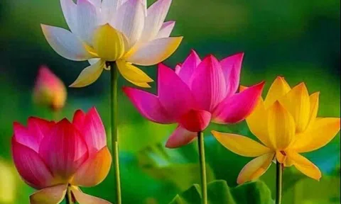 Nhà sạch thì phước tới: 3 kiểu người thích dọn dẹp nhà cửa gọn gàng, cuộc đời dễ gặp may mắn