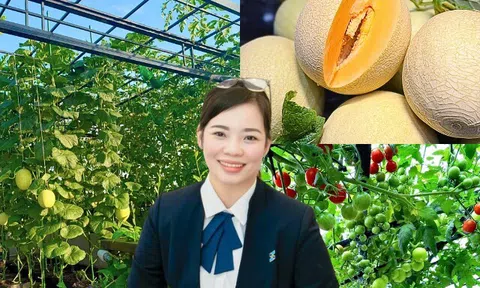 Mẹ đảm Hải Phòng ban ngày làm giám đốc ngân hàng, tối lên sân thượng làm nông dân, trồng khu vườn đẹp mê