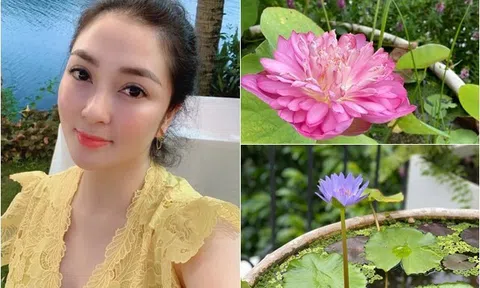 Hoa hậu Nguyễn Thị Huyền đích thị là "tay chơi sen" đáng nể: Nhiều giống hoa quý đua nhau bung nở trên tầng cao