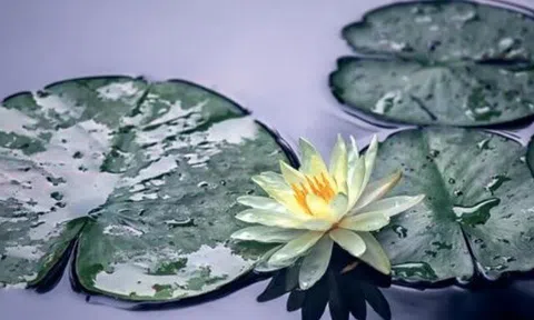 Đến là duyên, đi là hết nợ: Cách người khôn ngoan đối diện với những mối quan hệ ngày một nhạt phai