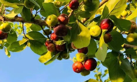 Loại quả xưa không ai ăn nay thành đặc sản 140.000 đồng/kg, trồng một cây ăn cả đời, thành vật báu gia truyền cho con cháu