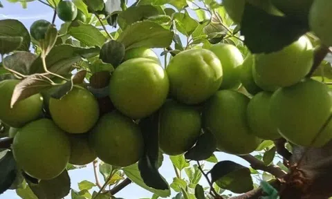 Loại quả "tốt nhất thế giới" chỉ có ở Khánh Hoà, trồng một năm cho thu hoạch, thành đặc sản nổi tiếng tốt cho sức khỏe