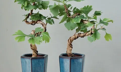 Nhặt 6 cành cây ven đường này về cắm xuống đất là sống, 1 năm sau sẽ thành bonsai dáng cổ, tiết kiệm cả chục triệu