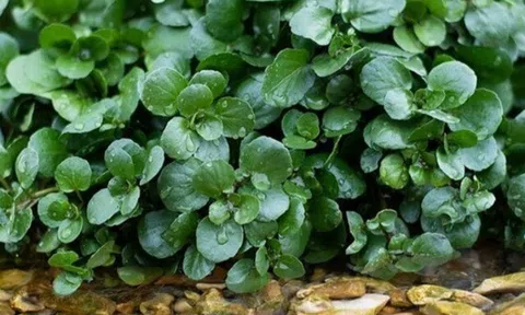 Cây rau được đánh giá "tốt nhất thế giới", Việt Nam trồng bạt ngàn 45 ngày thu hoạch, thành đặc sản tốt cho sức khỏe