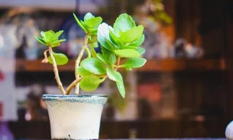 Đời người bôn ba trăm ngả, thứ đáng để dốc sức gánh vác chỉ có 2 điều này