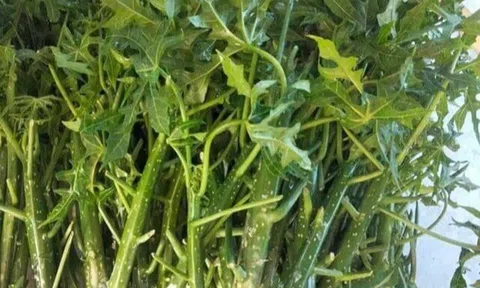 Cây mọc bờ rào "ngọt như mì chính", trồng một lần hái bán quanh năm, thành đặc sản nổi tiếng tốt cho sức khỏe