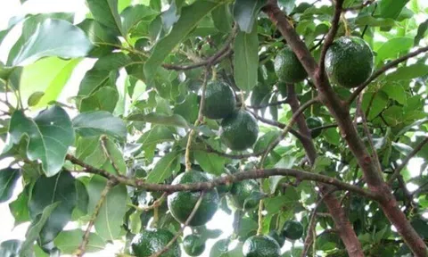 Loại quả "tốt nhất thế giới" chỉ có ở Tây Nguyên, trồng 1 lần thu hoạch nhiều năm, luôn là đặc sản, ăn tươi hay làm kem đều ngon
