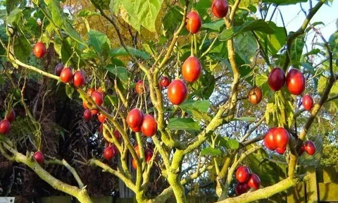 Loại quả từng là đặc sản đắt đỏ nay có giá 70.000 đồng/kg, vitamin C cao gấp 10 lần táo, trồng một lần ăn suốt 20 năm