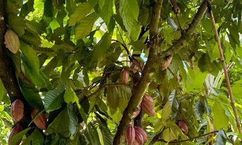 Loại quả "tốt nhất thế giới" có ở Tây Nguyên, trồng một lần thu hoạch nhiều năm, thành đặc sản nổi tiếng tốt cho sức khỏe