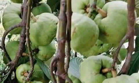 Loại quả xưa chín rụng đầy, nay thành đặc sản nổi tiếng tốt cho sức khỏe, trồng một lần thu hoạch nhiều năm