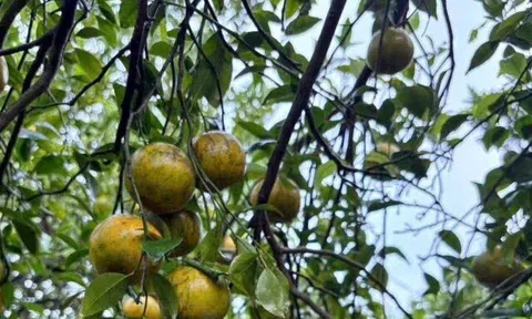 Loại quả đặc sản “tốt nhất thế giới” chỉ có ở Vĩnh Long, trồng một lần thu hoạch 20 năm, còn mang đến may mắn và tài lộc