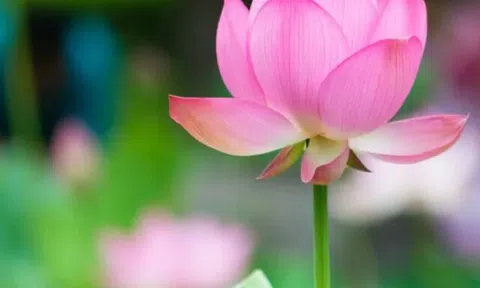 Người có khí chất cao sang, thoáng nhìn là biết