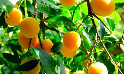 Loại quả mọc bờ rào xưa chín rụng đầy, nay thành đặc sản tốt cho sức khỏe, trồng một lần thu hoạch nhiều năm
