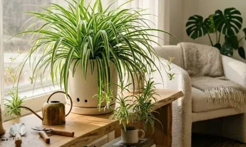 Nhà có 10 cây này chẳng lo mùi hôi, vừa làm sạch không khí, vừa dễ trồng, càng trồng càng thấy lợi