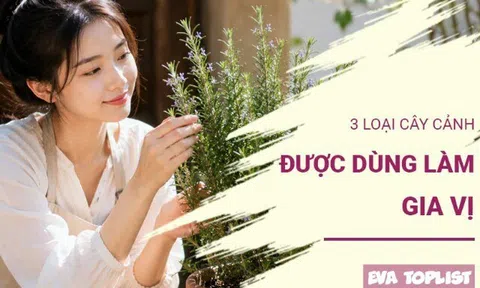 3 loại cây cảnh vừa làm đẹp nhà vừa làm gia vị nấu ăn cực tiện lợi