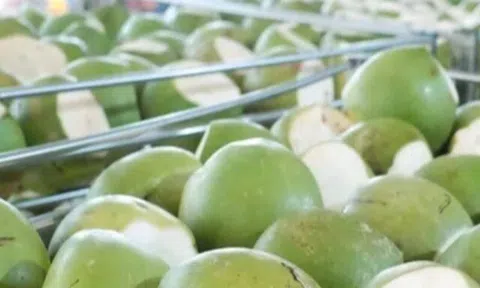 Loại quả sạch nhất Việt Nam có giá rẻ bèo chỉ từ 10.000 đồng/quả, trồng một lần thu hoạch nhiều năm, tốt cho sức khỏe