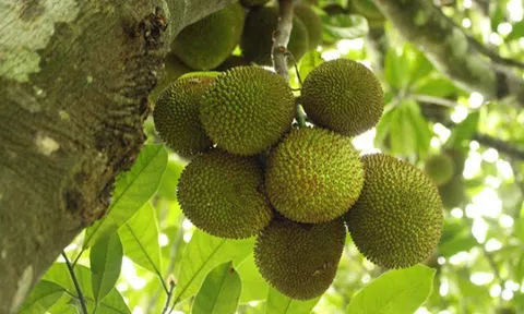 Loại quả đặc sản có ở Đồng Nai giá 55.000 đồng/kg, trồng sau nhà giúp hút lộc, thu hoạch quả suốt 30 năm