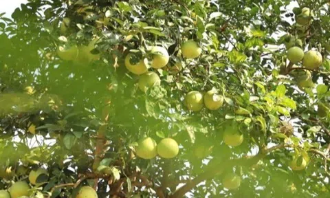 Loại quả đặc sản “tốt nhất thế giới” chỉ có ở Phú Thọ, 70.000 đồng/quả, trồng một cây gia đình sung túc, thu hoạch suốt nhiều năm