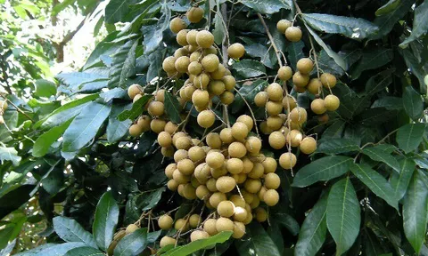 Loại quả đặc sản có ở Hưng Yên giá 300.000 đồng/kg, trồng một cây gia đình sung túc, thành vật báu gia truyền