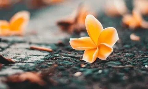 Người khôn ngoan biết 4 điều càng giữ miệng, gia đình càng êm ấm