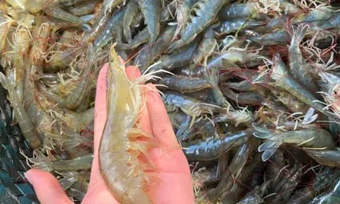 Tôm bán đầy chợ nhưng có 4 con này rẻ mấy cũng đừng mua, biết sự thật tôi làm theo ngay!
