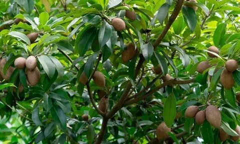 Loại quả đặc sản có ở Đồng Tháp, giá 70.000 đồng/kg, trồng một cây thu hoạch quanh năm, gia đạo êm ấm