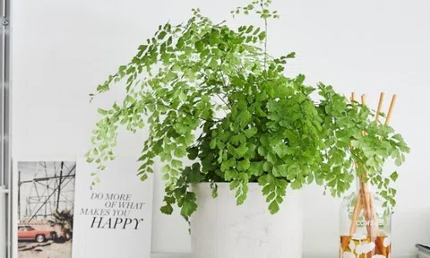 10 cây cảnh là "con cưng" của Thần Tài, cả tháng quên tưới vẫn xanh tốt, trầu bà cũng phải xếp sau