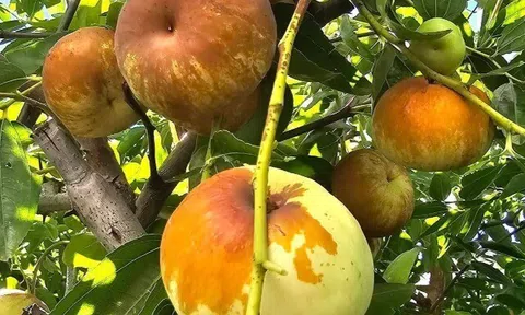 Loại quả lọt top tốt trên thế giới trồng thành công ở Việt Nam, là đặc sản nổi tiếng 200.000 đ/kg, tốt cho sức khỏe
