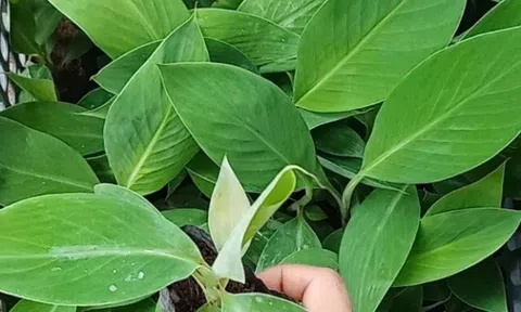 Loại quả đặc sản có ở Vĩnh Long giá 50.000 đồng/kg, trồng một lần thu hoạch nhiều năm, đặt sau nhà càng giúp tụ sinh khí