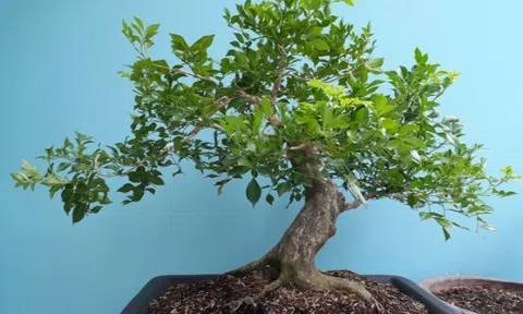 Trồng 10 chậu cây kim tiền cũng không bằng 2 cây thơm “giữ lộc” này, càng già càng đắt, nhiều nhà giữ làm "gia bảo"