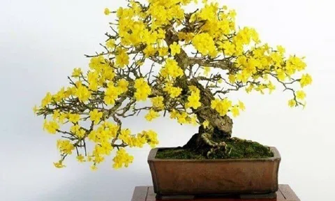 4 cây cảnh báu vật trấn trạch, càng già càng quý, sống cả trăm năm, giúp nhà thêm vượng khí