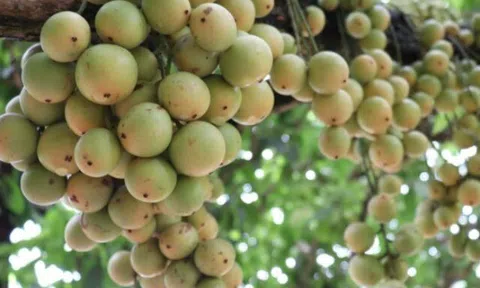 Loại quả dại nay thành đặc sản 45.000 đồng/kg, trồng một lần ăn cả đời, càng sai quả càng hút tài lộc