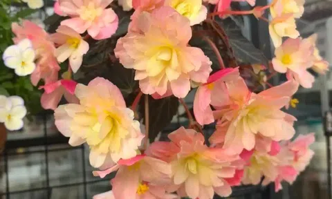 Loài hoa đẹp hơn mẫu đơn, ban công thiếu nắng vẫn nở quanh năm, tỏa hương quyến rũ như nước hoa