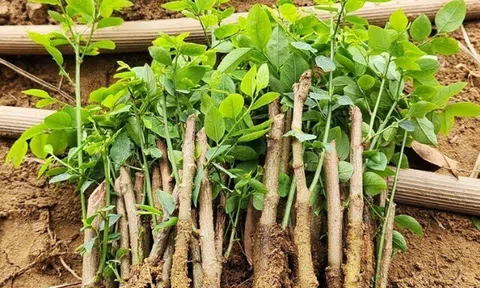 Loại rau chỉ trồng một lần ăn cả đời, sắt gấp 7 lần thịt bò, vừa mát vừa ngọt như hạt nêm trẻ thích mê