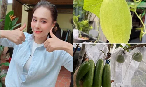 Niềm vui sướng của Hồ Bích Trâm với khu vườn sân thượng, nhìn dàn dưa lưới mà đã mắt