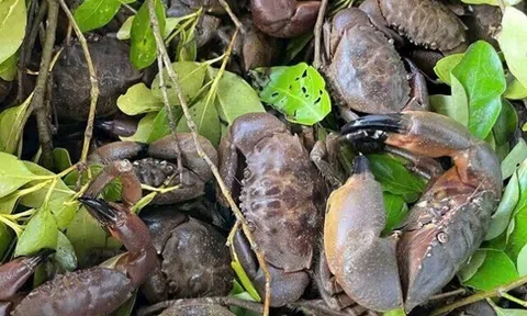 Đặc sản có tên kỳ cục, ngon hơn ghẹ rẻ hơn cua, xưa không ai ngó ngàng nay được ưa chuộng, tốt cho sức khỏe
