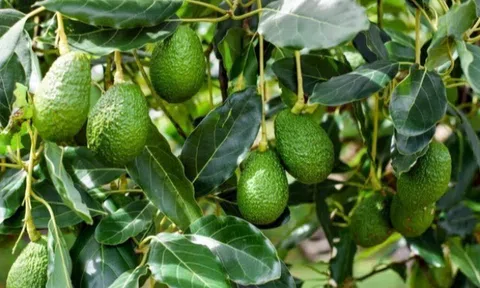 Loại quả lọt top tốt trên thế giới có ở Đắk Lắk, là đặc sản nổi tiếng giá 80.000 đồng/kg, trồng trong nhà còn hút lộc