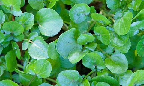 Cây rau nước Mỹ chấm "10 điểm" được bán đầy chợ từ 10.000 đ/kg, trồng 45 ngày cho thu hoạch, thành đặc sản tốt cho sức khỏe