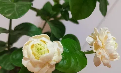 Tại sao ngày càng nhiều người từ chối trồng hoa nhài? Loại hoa này được ưa chuộng hơn vì thơm như nước hoa lại dễ trồng