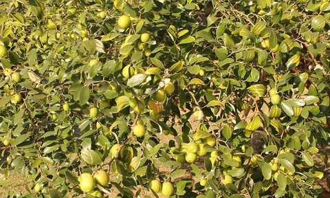 Loại quả lọt top tốt trên thế giới chỉ có ở Hải Phòng, giá 100.000 đồng/kg, càng sai quả tài lộc càng vượng