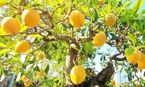 Loại quả xưa rụng đầy gốc không ai ăn, nay thành đặc sản giá 55.000 đồng/kg, trồng một cây như chôn vàng trong sân