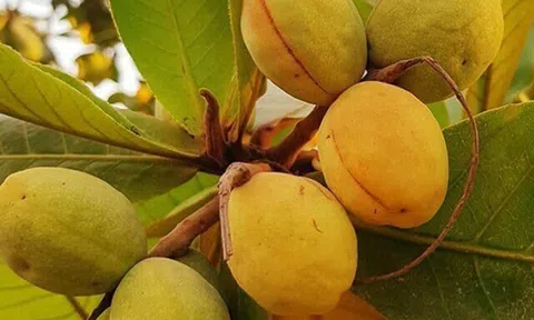 Loại quả xưa chín rụng đầy nay thành đặc sản giá 500.000 đ/kg, trồng một lần thu hoạch nhiều năm, tốt cho sức khỏe
