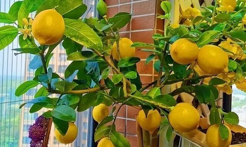 3 cây cảnh đổi vận, trồng trong vườn chiêu tài dẫn lộc, ban công bé mấy cũng trồng được, quả sai trĩu cành