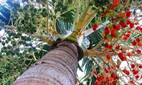 Loại quả xưa chín rụng đầy nay thành đặc sản giá 160.000 đ/kg, trồng một lần thu hoạch nhiều năm, tốt cho sức khỏe
