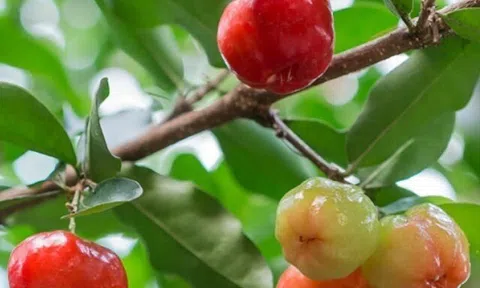 Loại quả xưa chín rụng đầy nay thành đặc sản giá 80.000 đ/kg, trồng một lần thu hoạch nhiều năm, tốt cho sức khỏe
