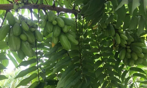 Loại quả xưa chín rụng đầy nay thành đặc sản giá 150.000 đ/kg, trồng một lần thu hoạch nhiều năm, tốt cho sức khỏe
