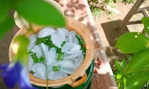 Loại quả xưa chín rụng đầy nay thành đặc sản giá 200.000 đ/kg, trồng một lần thu hoạch nhiều năm, tốt cho sức khỏe